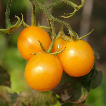 Rajče Artisan Golden Bumble Bee - Solanum lycopersicum - osivo rajčat - 5 ks