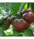 Rajče Černý Krim - Solanum lycopersicum - osivo rajčat - 7 ks