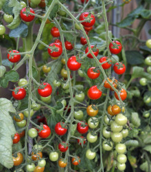 Rajče Sweet Million F1 - Solanum lycopersicum - osivo rajčat - 5 ks