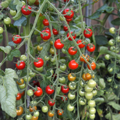 Rajče Sweet Million F1 - Solanum lycopersicum - osivo rajčat - 5 ks