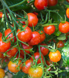 Rajče Sweetie - Solanum lycopersicum - osivo rajčat - 6 ks