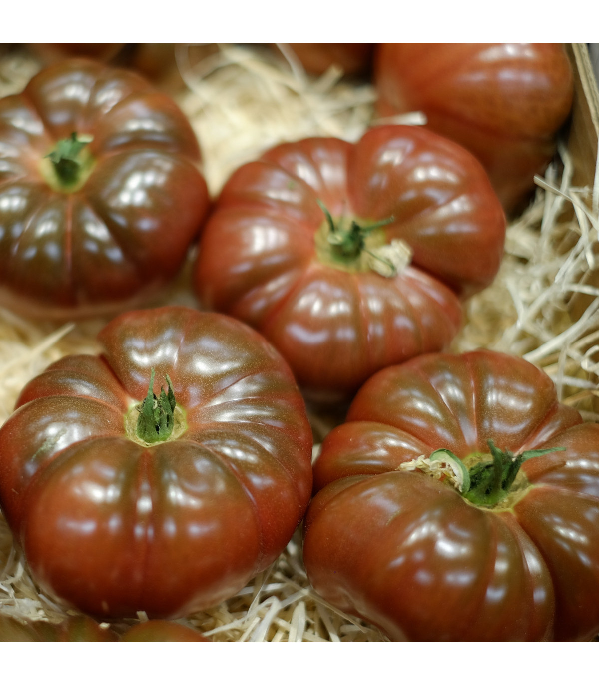 Rajče Cherokee - Solanum lycopersicum - osivo rajčat - 7 ks