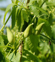 Ačokča - Cyclanthera pedata - prodej semen ačokči - 8 ks
