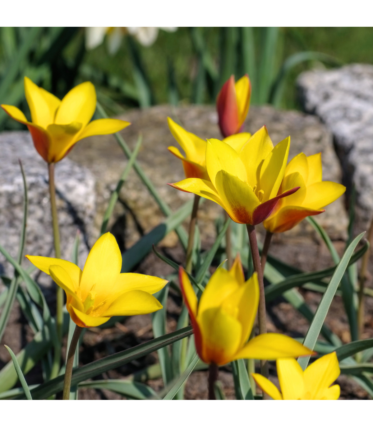 Tulipán Clusiana Chrysantha - Tulipa - cibule tulipánů - 3 ks