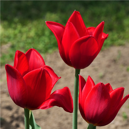 Tulipán Kingsblood - Tulipa - cibule tulipánů - 3 ks