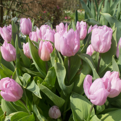 Tulipán Candy Prince - Tulipa - cibule tulipánů - 3 ks