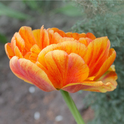Tulipán Charming Lady - Tulipa - cibule tulipánů - 3 ks