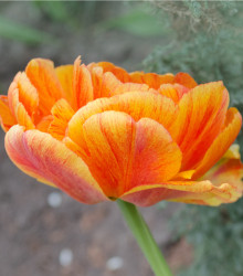 Tulipán Charming lady - Tulipa - cibule tulipánů - 3 ks