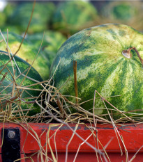 BIO Meloun vodní Sugar Baby - Citrullus lanatus - bio osivo melounu - 6 ks