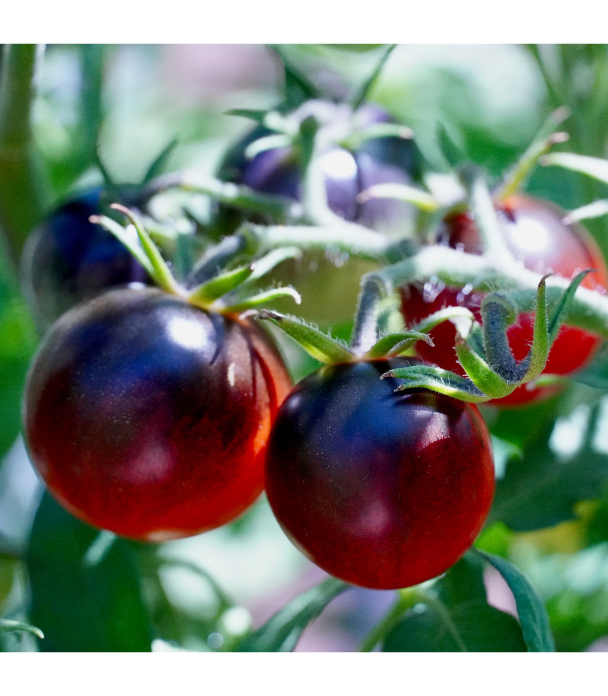 Rajče Cherry černé - Lycopersicon esculentum - osivo rajčat - 6 ks