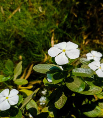 Barvínek White F1 - Catharanthus - osivo barvínku - 30 ks