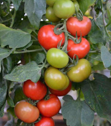 Rajče Crimson Crush PhR F1 - Lycopersicon esculentum - osivo rajčat - 7 ks