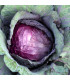 BIO Zelí červené Granat - Brassica Oleracea - bio osivo zelí - 40 ks