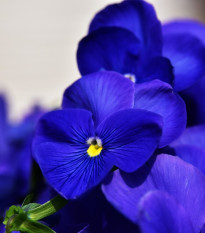 Maceška Schweizer Riesen Alpensee - Viola wittrockiana - osivo macešky - 200 ks