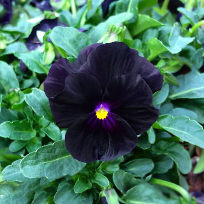 Violka rohatá Back to Black - Viola cornuta - osivo violky - 120 ks