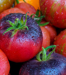 Rajče Artisan Purple Bumble Bee - Solanum lycopersicum - osivo rajčat - 5 ks