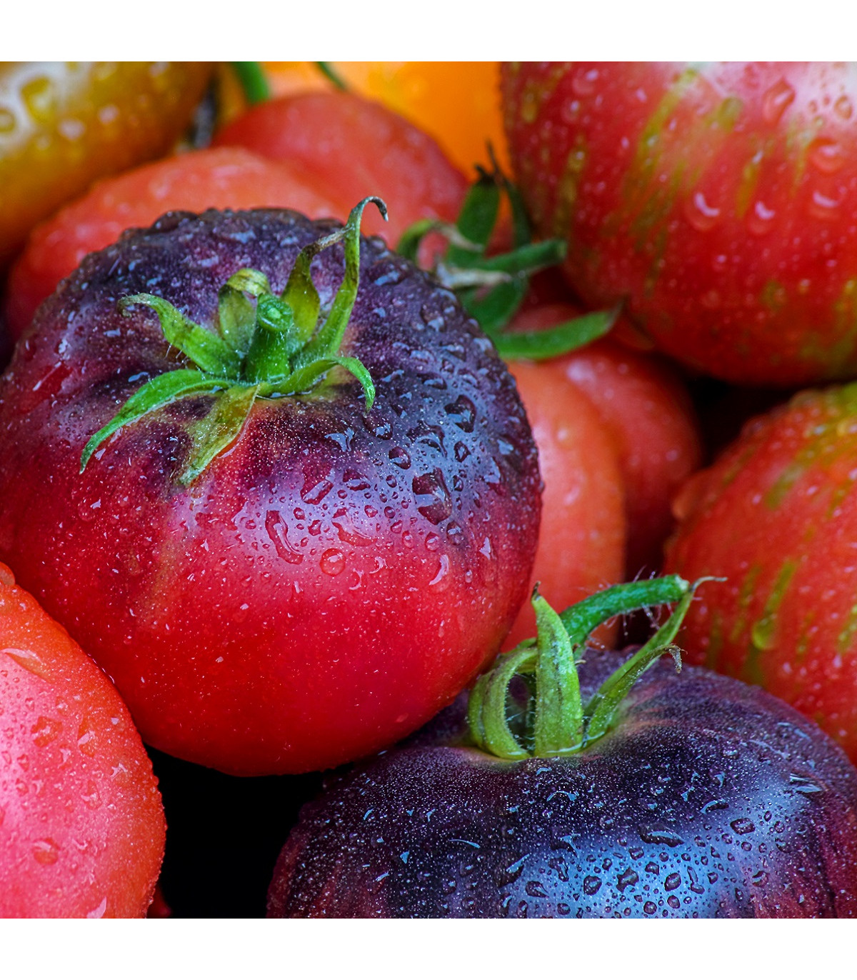 Rajče Artisan Purple Bumble Bee - Solanum lycopersicum - osivo rajčat - 5 ks