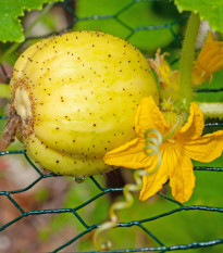 Okurka salátová Lemon - Cucumis sativus - osivo okurky - 10 ks