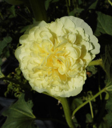 Topolovka žlutá Chaters - Alcea rosea - osivo topolovky - 12 ks
