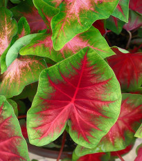 Kaládium Red Fresh - Caladium bicolor - hlízy kaládia - 1 ks