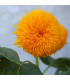 Slunečnice Teddy Bear - Helianthus annuus - osivo slunečnice - 15 ks