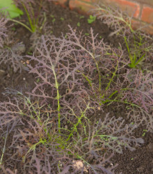 Rukola divoká červená Agano - Brassica juncea - osivo rukoly - 150 ks