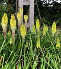 Mnohokvět bílý - Kleopatřina jehla - Kniphofia - prostokořenná sazenice mnohokvětu - 1 ks