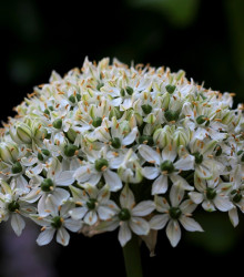 Česnek okrasný černý - Allium nigrum - cibule česneků - 2 ks