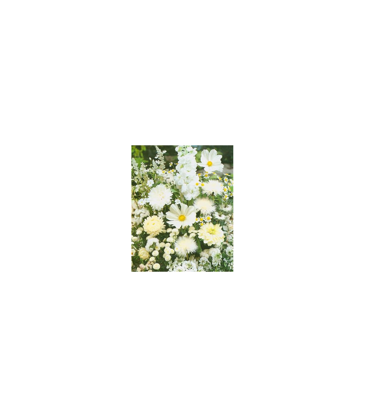Letničky Zahradní sen v bílém - směs - osivo letniček - 0,9 g