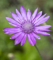 Suchokvět roční směs - Xeranthemum annuum - osivo suchokvětu - 200 ks