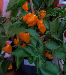 BIO Chilli Habanero oranžové - Capsicum chinense - bio osivo chilli - 6 ks