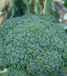 Brokolice Limba - Brassica oleracea L. - osivo brokolice - 250 ks