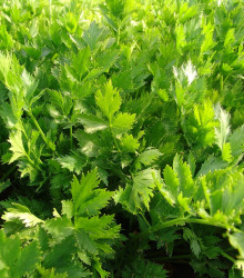 Celer listový jemný - Apium graveolens - osivo celeru - 1 g