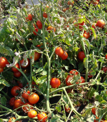 Rajče Dalimil - Solanum lycopersicum - osivo rajčat - 0,1 g