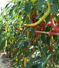 Paprika kozí/beraní roh Beros - Capsicum annuum - osivo paprik - 15 ks