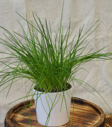 Pažitka pražská - Allium schoenoprasum L. - osivo pažitky - 750 ks