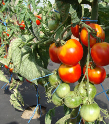 Rajče stupické polní rané - Solanum lycopersicum - osivo rajčat - 35 ks