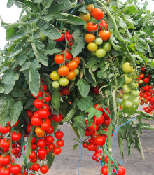 Rajče Gallant F1 - Solanum lycopersicum - osivo rajčat - 10 ks