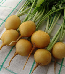 Ředkvička Zlata - Raphanus sativus - osivo ředkvičky - 200 ks