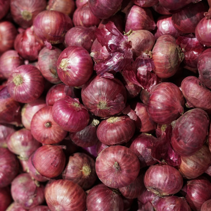 Cibule jarní kuchyňská Brunswijker - Allium cepa - osivo cibule - 0,5 g