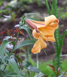 Lilie African Queen - Lilium - cibule lilií - 1 ks