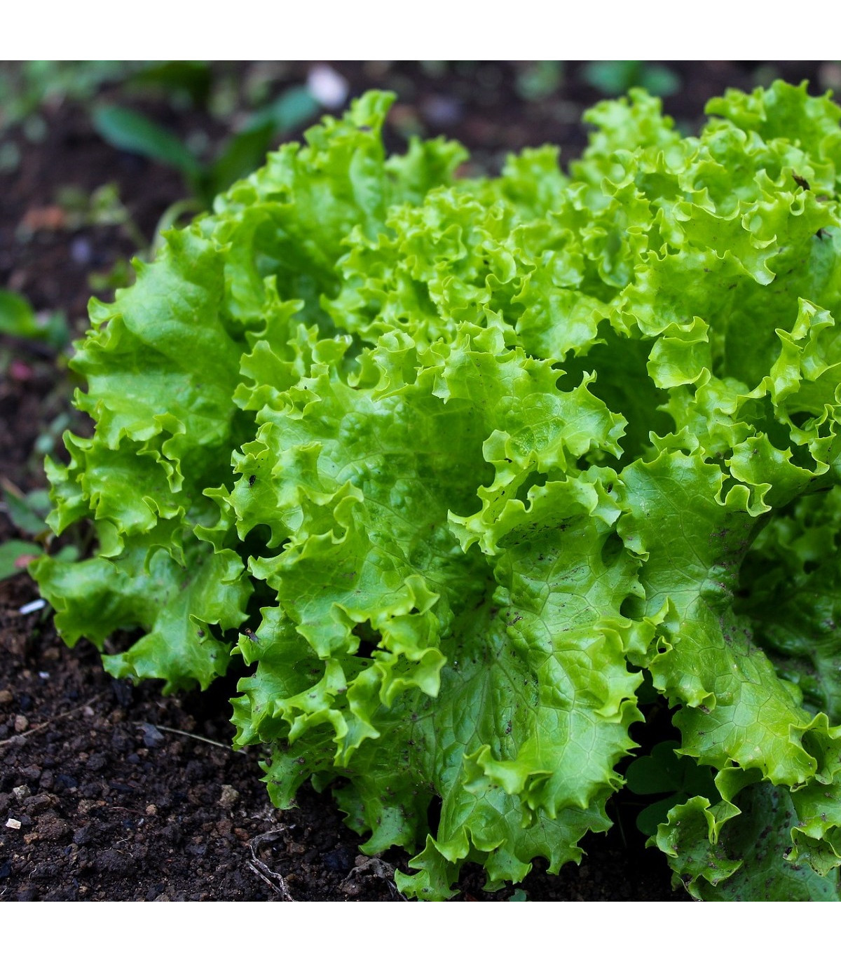 BIO Salát listový kadeřavý Lollo Bionda - Lactuca sativa - bio osivo salátu - 0,1 g