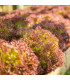 BIO Salát listový kadeřavý Lollo Rossa - Lactuca sativa - bio osivo salátu - 80 ks
