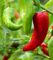 BIO Paprika Korosko - Capsicum annuum - bio osivo papriky - 6 ks