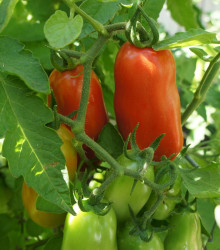 BIO Rajče San Marzano - Solanum lycopersicum - bio osivo rajčat - 7 ks