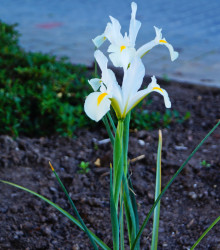 Kosatec White Excelsior - Iris hollandica - cibule kosatců - 3 ks
