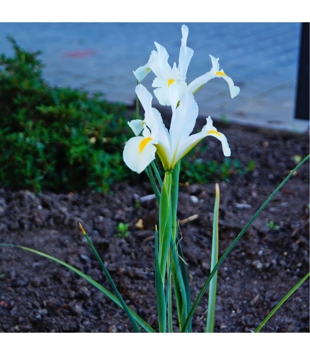 Kosatec White Excelsior - Iris hollandica - cibule kosatců - 3 ks
