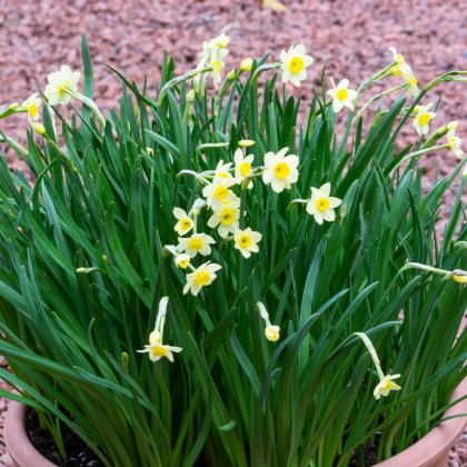Narcis Minnow - Narcissus - cibule narcisů - 3 ks