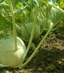 BIO Kedluben obří Superschmelz - Brassica Oleracea - bio osivo kedlubny - 50 ks