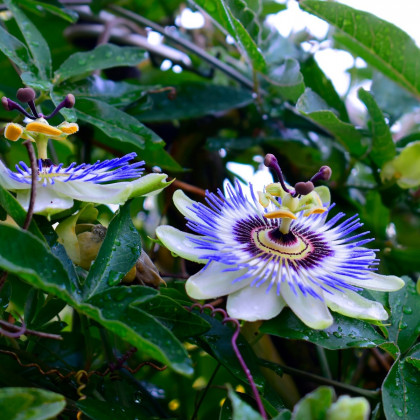 Mučenka modrá - Passiflora caerulea - osivo mučenky - 5 ks